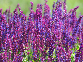 Purple field of Woodland sage flowers