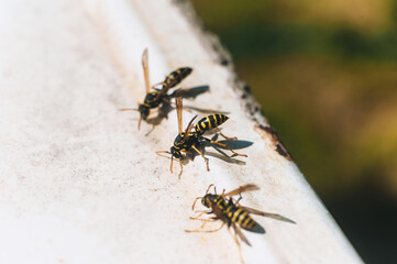 Little wasps sit on dirty white metal in nature and eat and drink water. Photo of an animal.