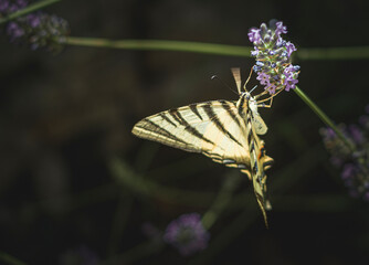 butterfly on flower