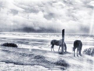 Fototapeta premium cavalli in liberta 