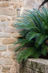 background with palm leaves near stone wall.