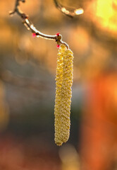 Spring blossom of a hazel bush.