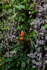 Bromelia: The Exotic and Unique Orange Tropical Plant