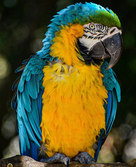 Fototapeta premium Vibrant Blue and Yellow Macaw