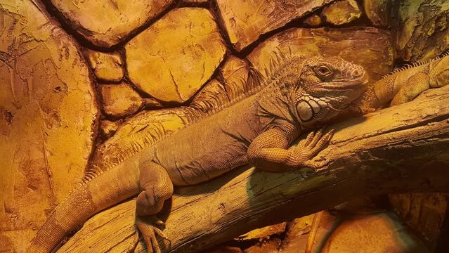 The iguana sits on a branch. The lizard is large.
