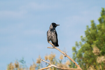 crow in flight