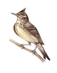 Watercolor lark bird illustration isolated on white background. Realistic hand drawn style. Animal drawing.Bird sitting on a branch, wildlife and parks, singing bird.
