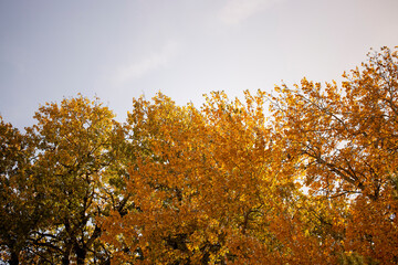 tree branches with colorful autumn leaves on blurred background