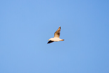 seagulls in flight on the blue sky of an autumn day
