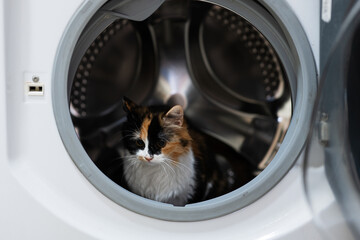 Kitty cat in the washing machine.