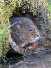 Water Vole looking out a Hole