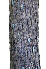 Tree trunk isolated on white background.Selection focus.