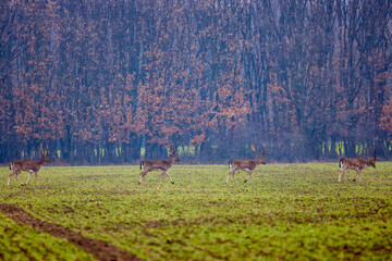 deer on a foggy day in autumn