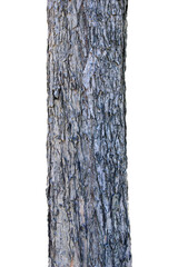 Tree trunk isolated on white background.Selection focus.