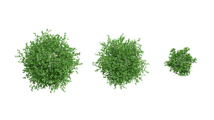 set of 3 Bush on white,  3d rendering of png transparent background, suitable for archiviz, architecture visualization gardening design