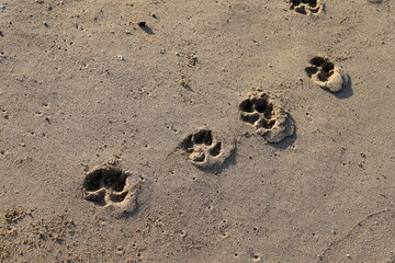 Footprints in the sand by the sea