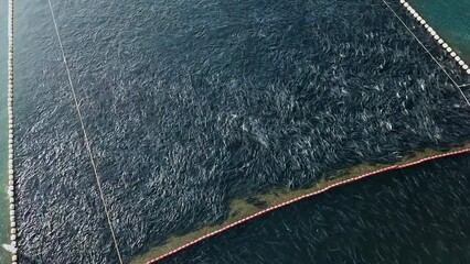 Close aerial view of a commercial fishing net with fish in sea