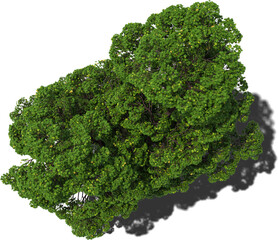 tree bird's eye view outdoor plant hq arch viz cutout archer