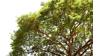 green leaf or tree branch isolated on white background.Selection focus.