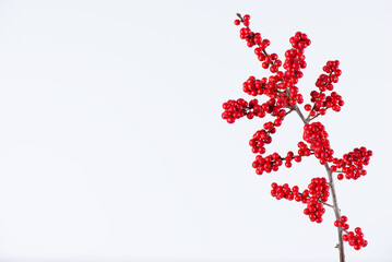 Branch of red ilex verticillata, winterberry on a white background. Selective focus.