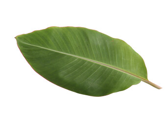 Obraz premium green banana leaf on white background