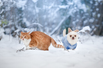 Naklejka na ściany i meble cat and dog in snow