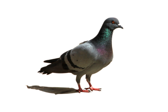 one pigeon stand on cement floor isolated on white background.