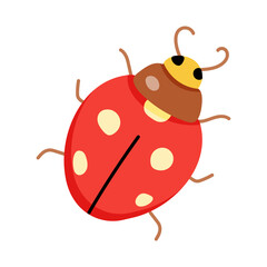 Ladybug 