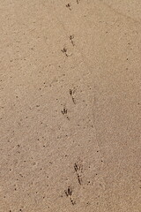 Footprints in the sand by the sea