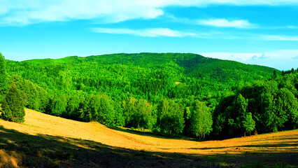 Fototapeta na wymiar View of the glade meadow and forest landscape natura background wallpaper