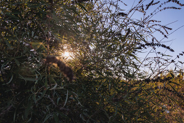 Vitex agnus-castus plant called chaste tree in Cyprus island country