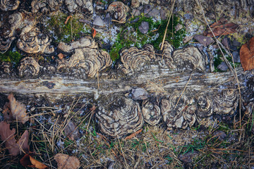 Tree root on a path in Popien Nature Reserve - a forest nature reserve in Jezow commune, Lodzkie Province, Poland