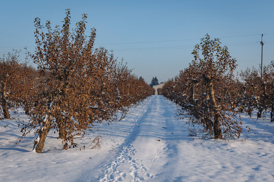 Apple orchard in Rogow village in Brzeziny County, Lodzkie Voivodeship of Poland