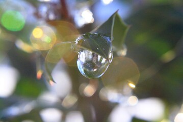 frozen water droplet on leaf