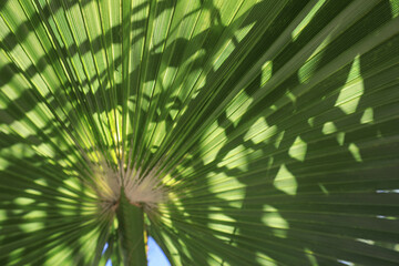 Obraz na płótnie Canvas hoja de palmera palmito verde textura 4M0A3022-as23
