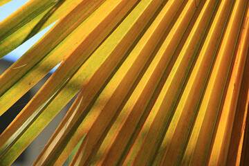 hoja de palmera palmito naranja amarillo  verde textura 4M0A3059-as23