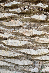 bark of a tree