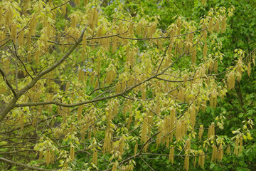 young green oak foliage, young leaves sway in wind, marsh hardwood, hornbeam, concept flora of Germany, natural zones temperate zone of europe, nature protection, living energy, wind, weather forecast