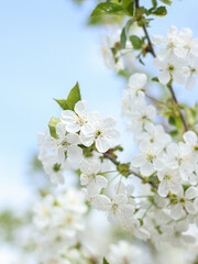 Flowers of blooming cherry close up on blue sky background 
