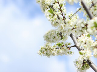 Spring Blossom cherry tree on blue sky background
