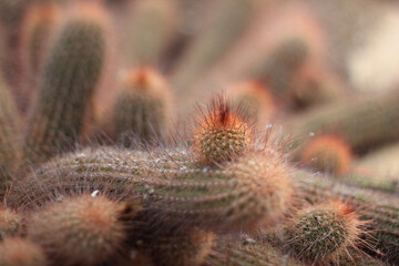 close up of cactus