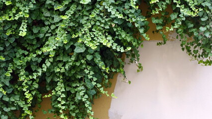 Ivy on the wall. Whitewash Painted Wall texture. Background. Banner. Rustic Wallpaper. Backdrop