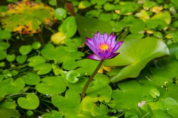 Nymphaea caerulea or Blue Egyptian lotus or Blue water lily