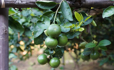 lime in garden with green leaves