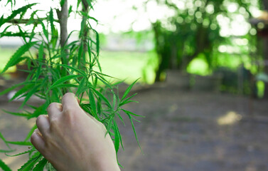 Fototapeta na wymiar hand hold hemp tree in home