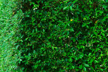 Nature, green leaves for a natural background.