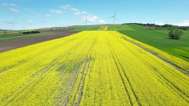 Canola Fields. Blooming canola fields under a blue sky with clouds. Beautiful yellow flowers.