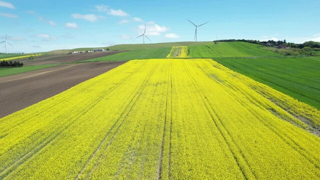 Canola Fields. Blooming canola fields under a blue sky with clouds. Beautiful yellow flowers.