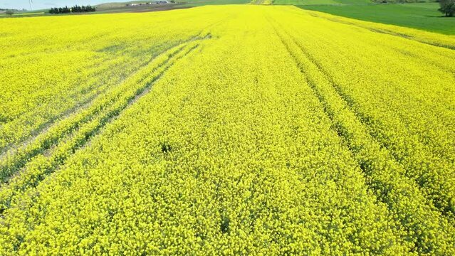 Canola Fields. Blooming canola fields under a blue sky with clouds. Beautiful yellow flowers.