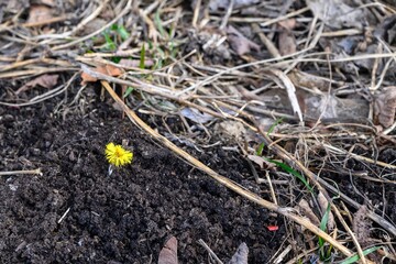 A small yellow dandelion grows in the black earth.